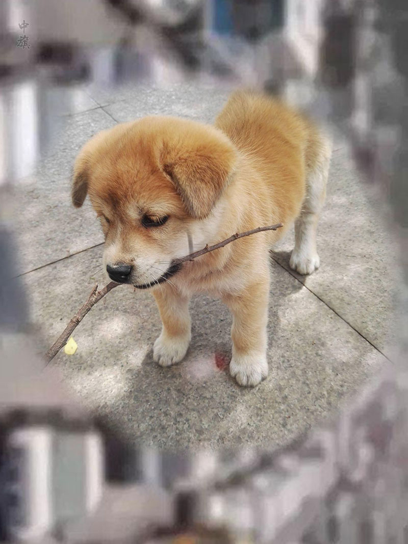 我家可愛(ài)的小土狗.jpg 我家可愛(ài)的小土狗.jpg