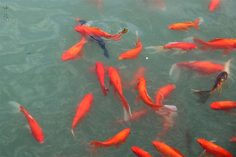 公園里面的錦鯉見(jiàn)著有份啊.jpg 公園里面的錦鯉見(jiàn)著有份啊.jpg