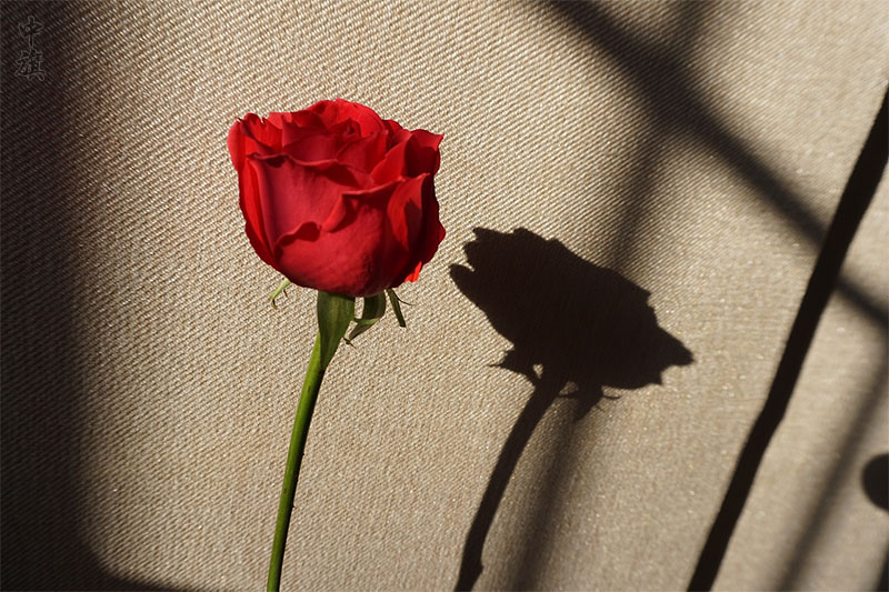 一朵非常漂亮的玫瑰花.jpg 一朵非常漂亮的玫瑰花.jpg