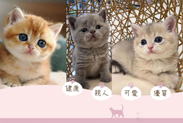 我們可愛吧？快來領(lǐng)養(yǎng)吧！