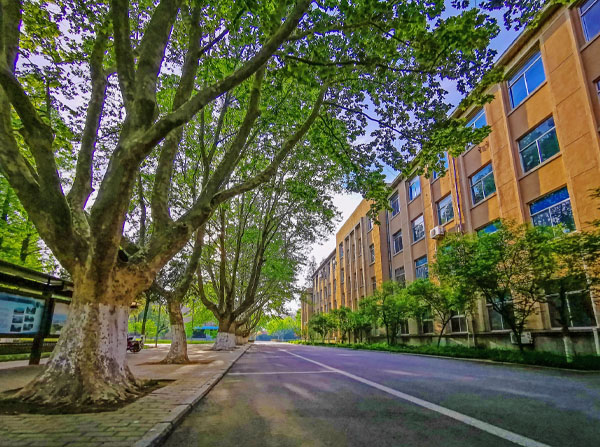 學校下面的林蔭小路