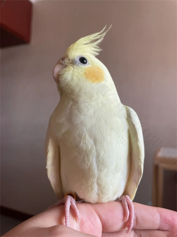 玄鳳鸚鵡.jpg 玄鳳鸚鵡.jpg