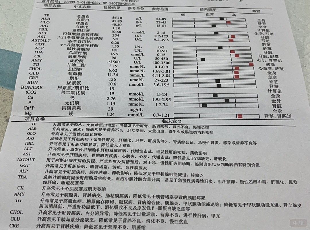 寵物診斷單.jpg 寵物診斷單.jpg