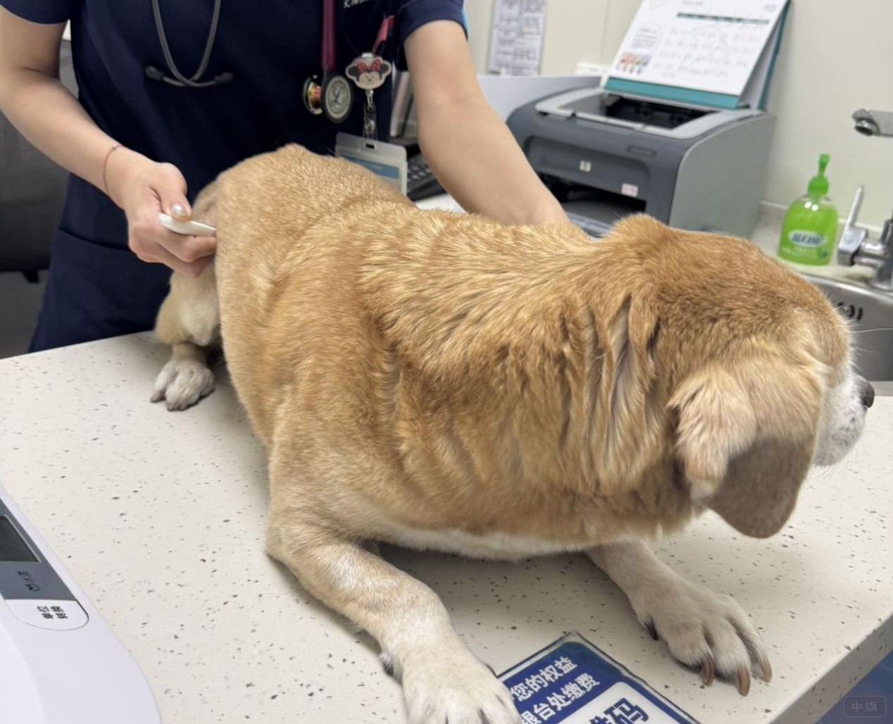 正在給狗狗打疫苗的王醫(yī)生.jpg