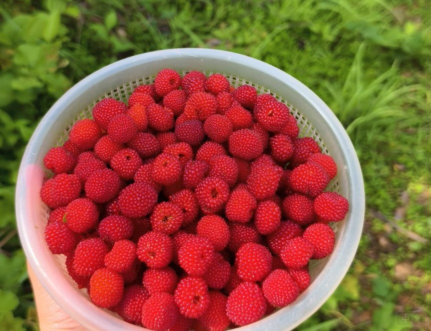 農(nóng)村自己種植的樹莓