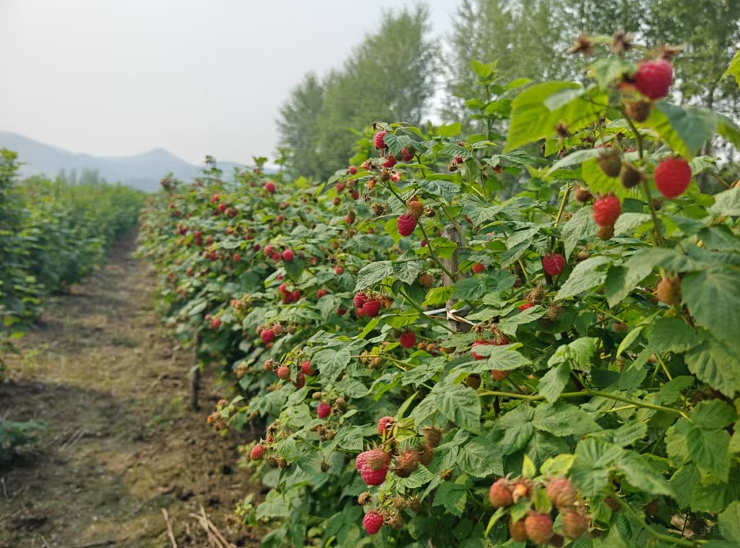 在農(nóng)村種樹莓這個項(xiàng)目怎么樣？