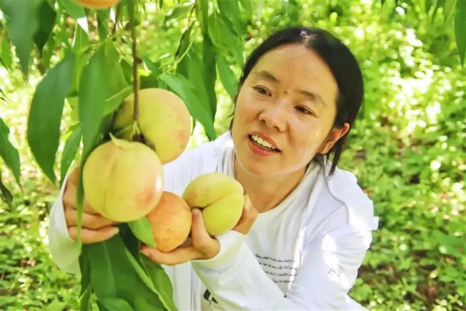 商春霞創(chuàng)業(yè)的水蜜桃園 商春霞創(chuàng)業(yè)的水蜜桃園