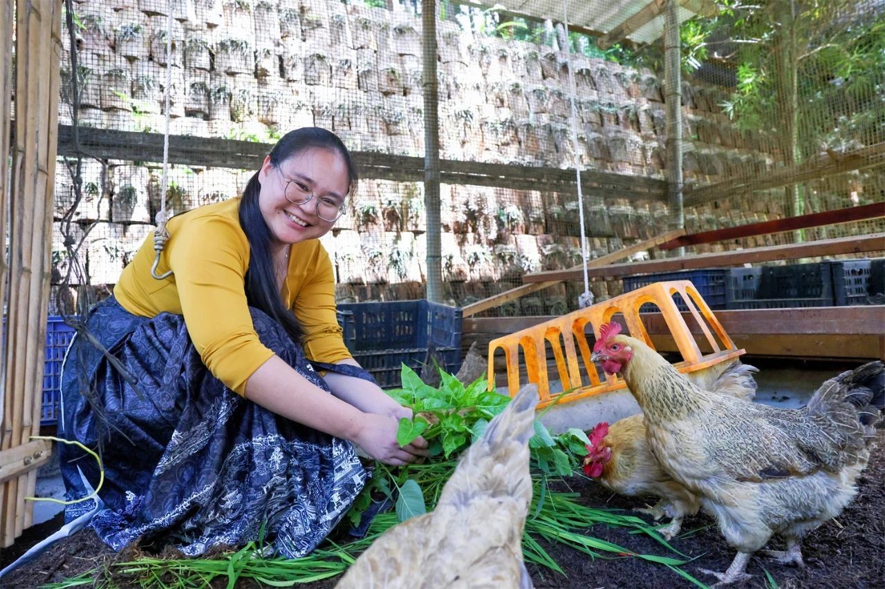 林珊給生態(tài)發(fā)酵床雞喂食(圖片來(lái)自新浪) 林珊給生態(tài)發(fā)酵床雞喂食(圖片來(lái)自新浪)