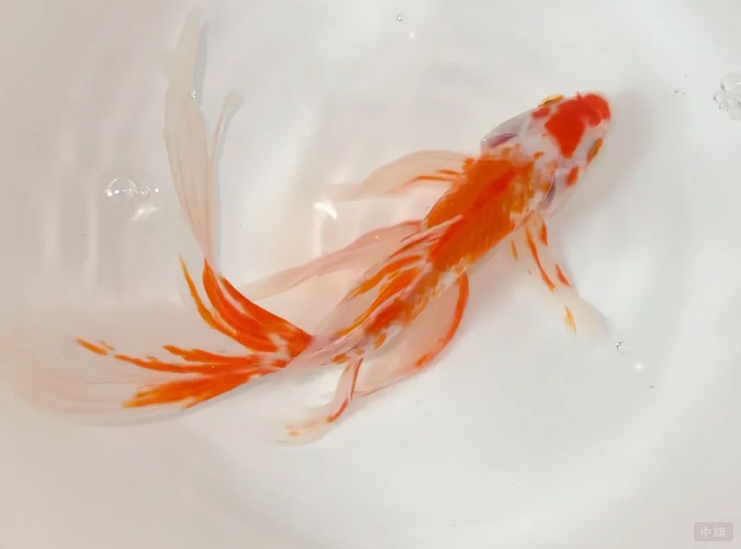 看看小旗養(yǎng)的小金魚吧