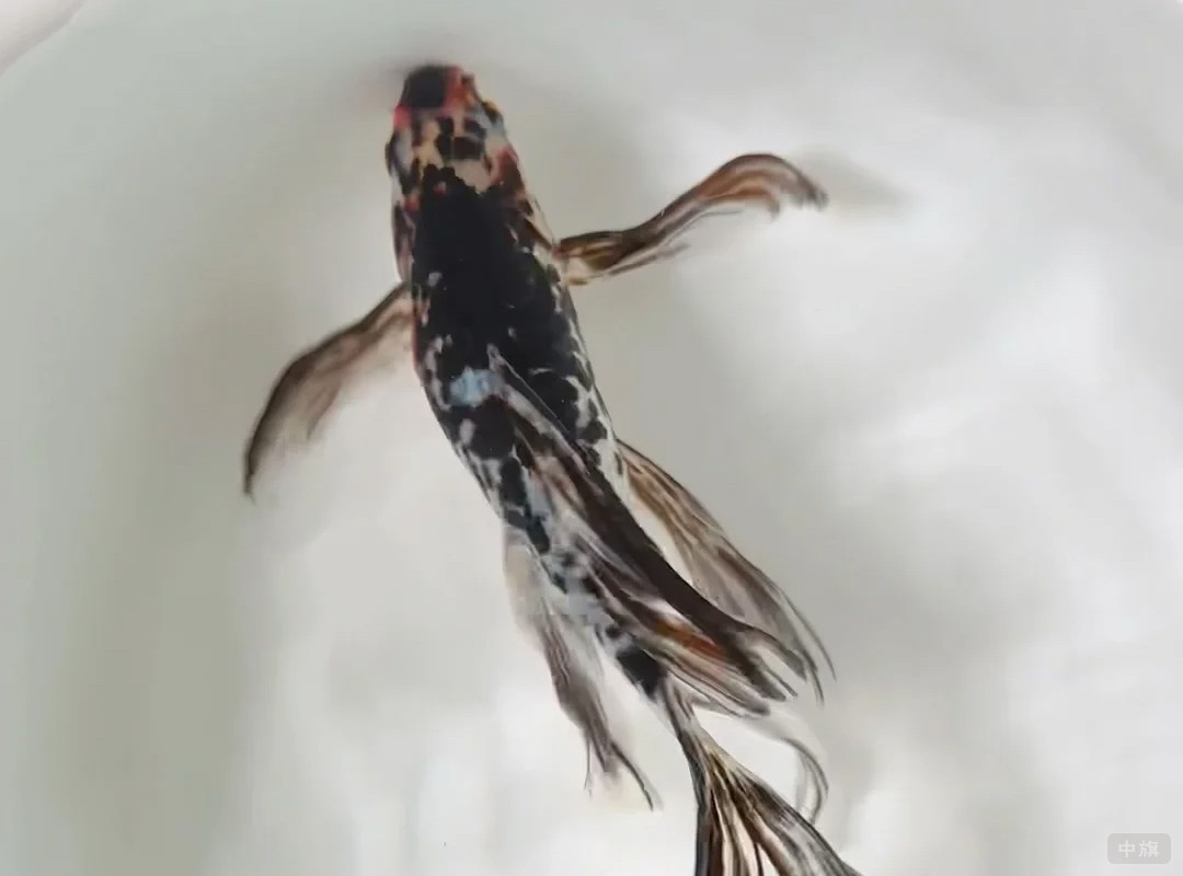 這條小金魚也是但是感覺有點生病了