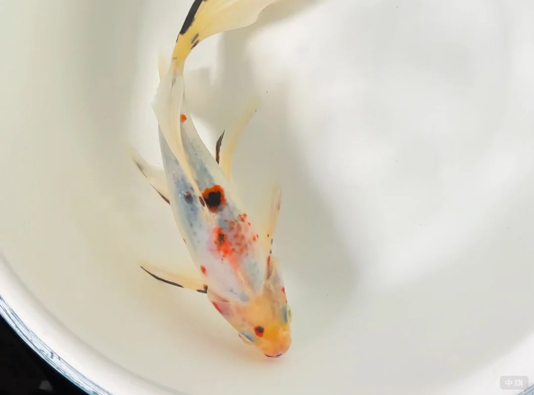 這條是朋友送我的