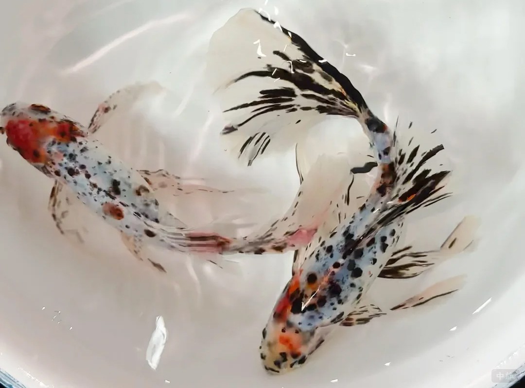 小旗最喜歡的兩條小金魚剛買回來的