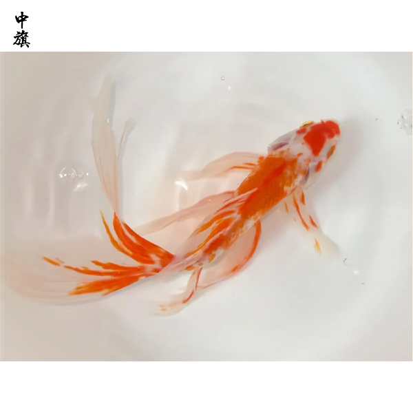 想開(kāi)觀賞魚(yú)店？這些手續(xù)少一樣都不行