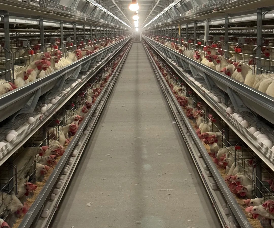 養(yǎng)殖場(chǎng)的白羽雞正在下單