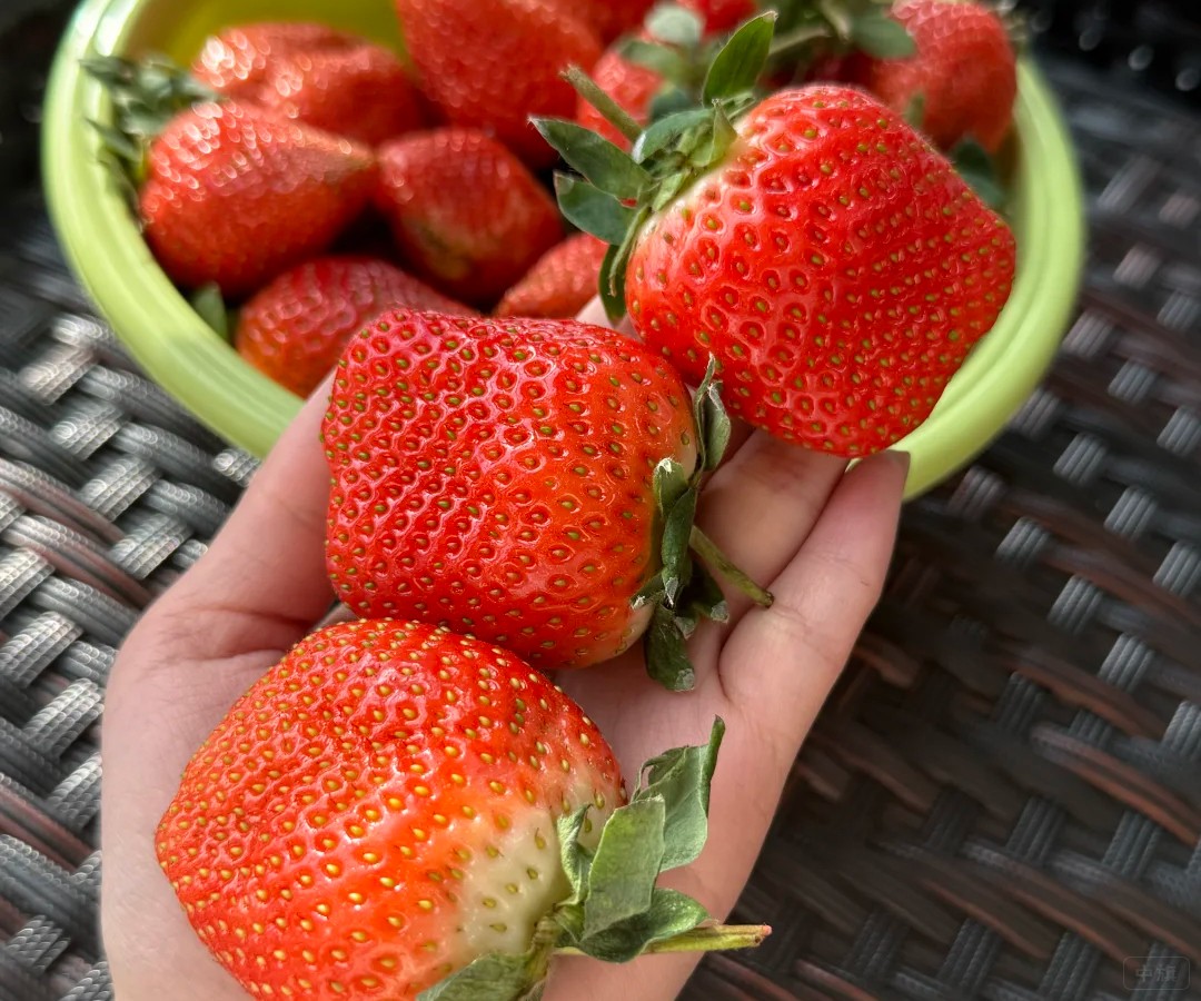 農(nóng)民自家種的草莓