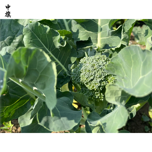 農(nóng)民合作社可以辦理《食品經(jīng)營許可證》嗎？