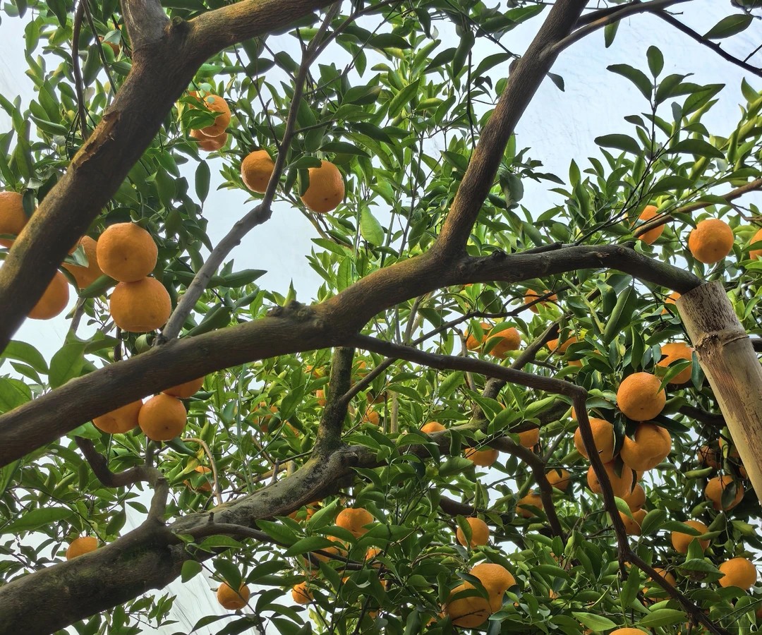 王哥家的果園，又大又甜非常好吃
