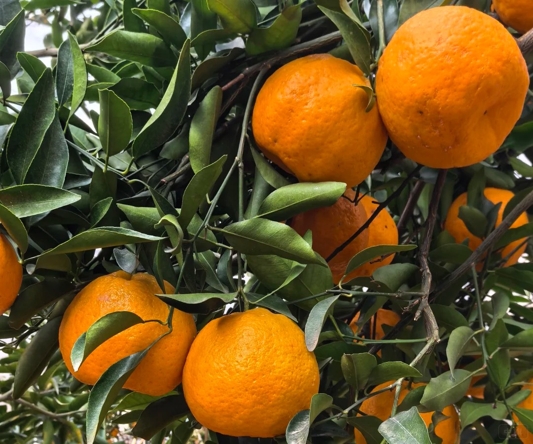 來一張近照吧，看，非常不錯