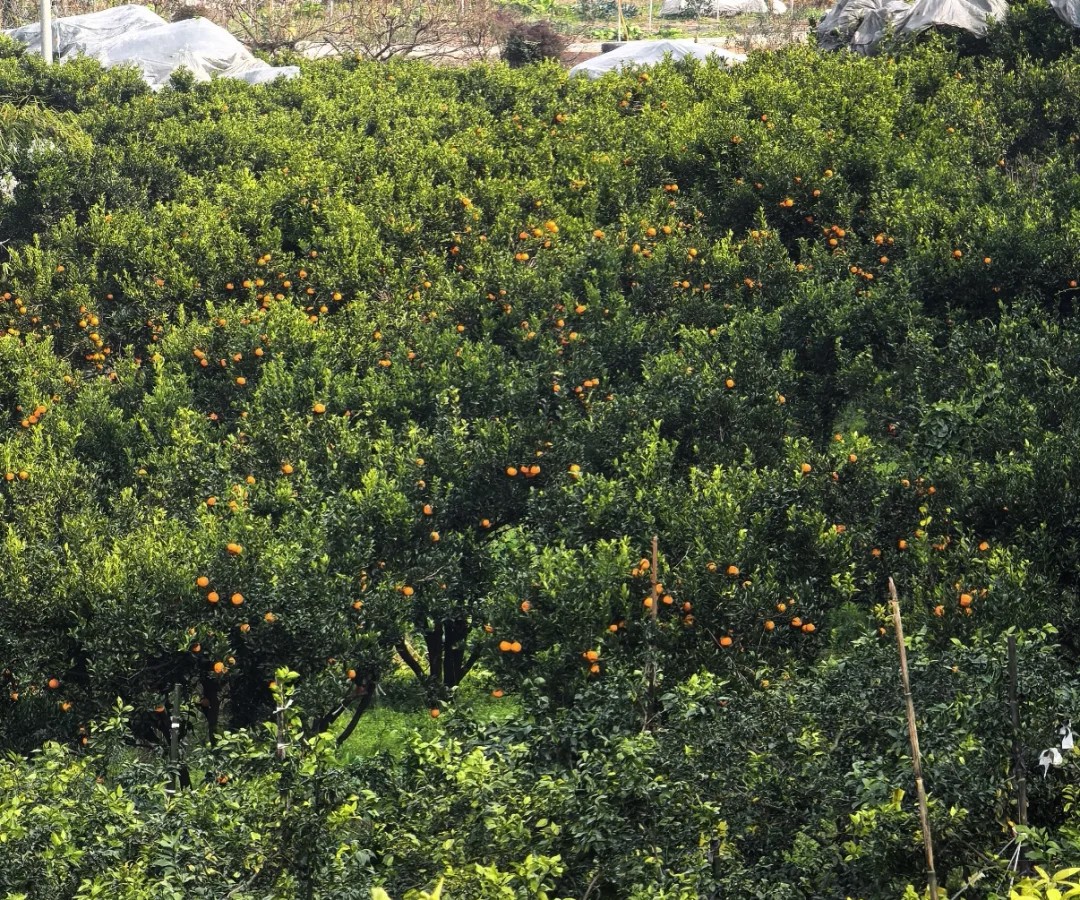 遠處看的柑橘園，看著非常好看吧