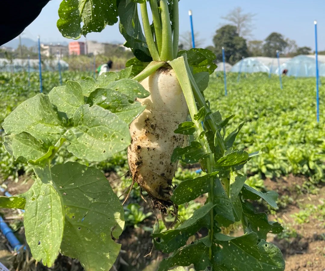 種植園里的大白蘿卜，銷售農(nóng)產(chǎn)品是不需要辦食品許可證的