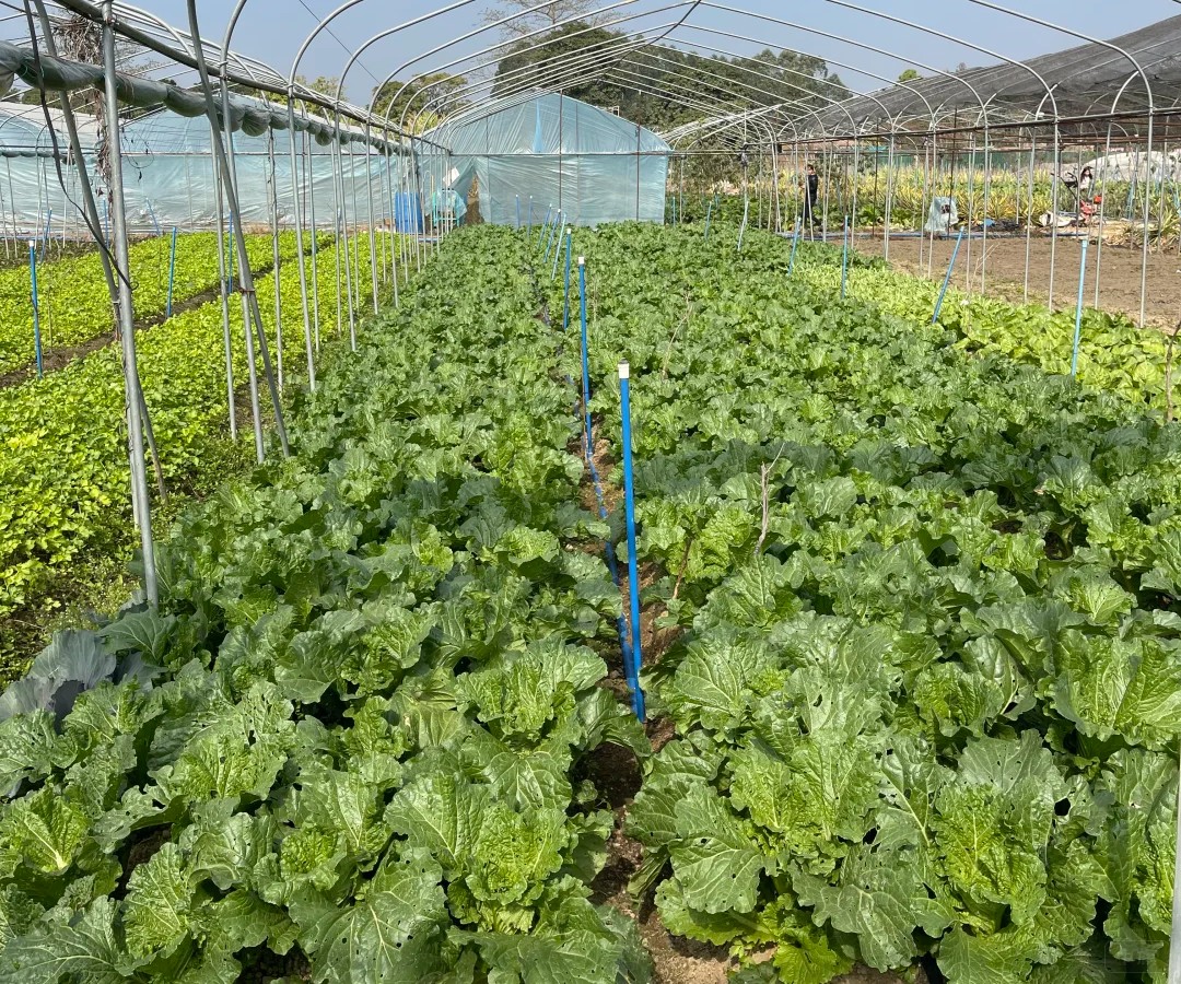 蔬菜園，新鮮的蔬菜吃的話可以采摘