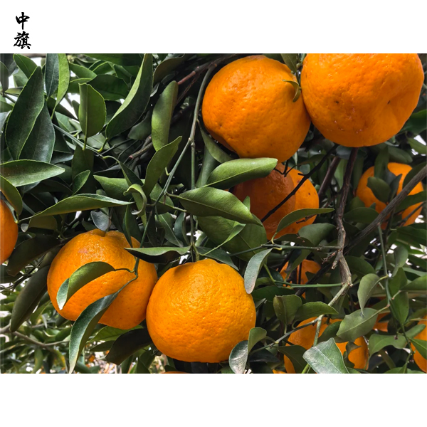 種植果園是辦個體戶，還是辦農(nóng)民專業(yè)合作社？